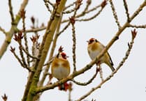 Alice Henderson's Bird-Watching Adventure