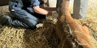 Tails from South Moor | TB or not TB by vet Ben Odbert