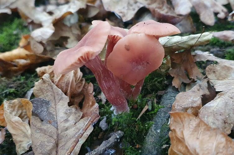 Deceiver Fungi - Alice Henderson