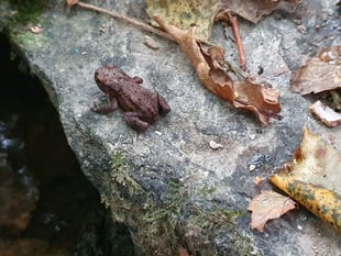 Nature Diary by Alice Henderson | Scavenging for Autumnal Treasures 