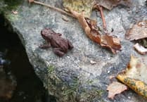 Alice Henderson's nature treasure hunt delights