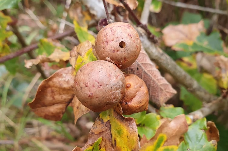 Marble Galls - Alice Henderson
