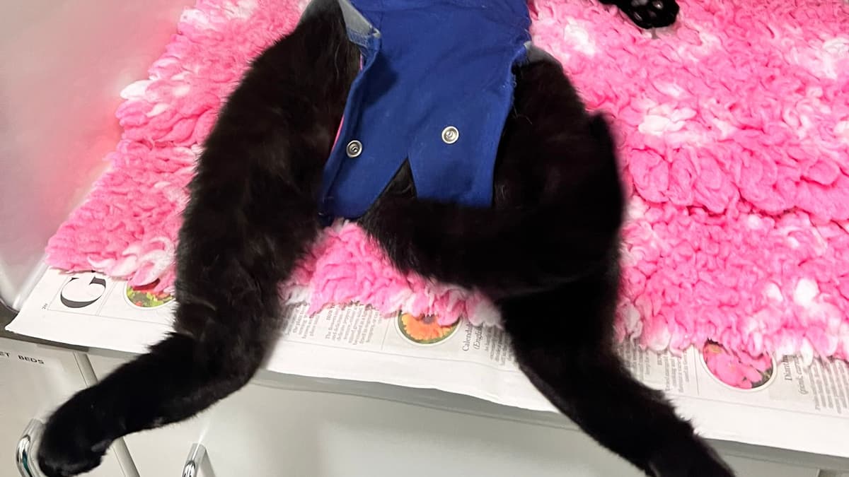 Tales from South Moor: Dart the Cat's Recovery Journey | kingsbridge ...