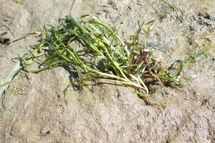 Replanted dwarf seagrass plant - Nigel Mortimer