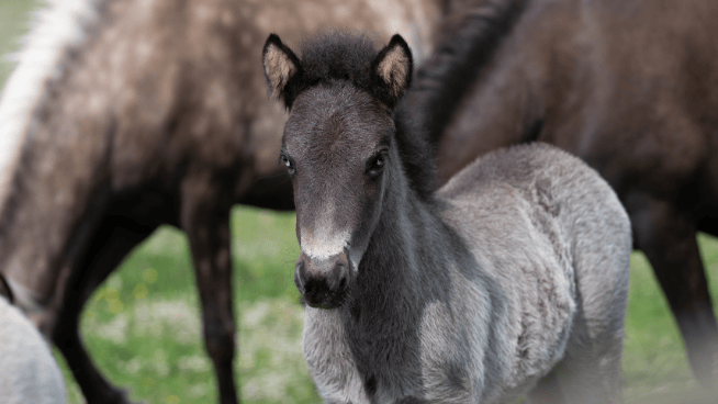 Meet Flint, the Sanctuary's young Icelandic colt