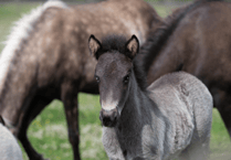 Meet Flint, the Sanctuary's young Icelandic colt thriving at Newton Abbot centre