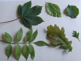 Nature Diary by Gordon Waterhouse | Autumn leaves and nature’s puzzles