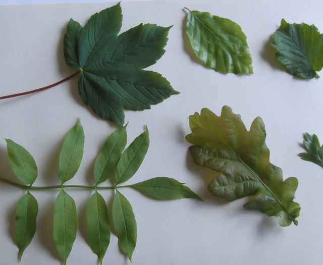 Nature Diary by Gordon Waterhouse | Autumn leaves and nature’s puzzles