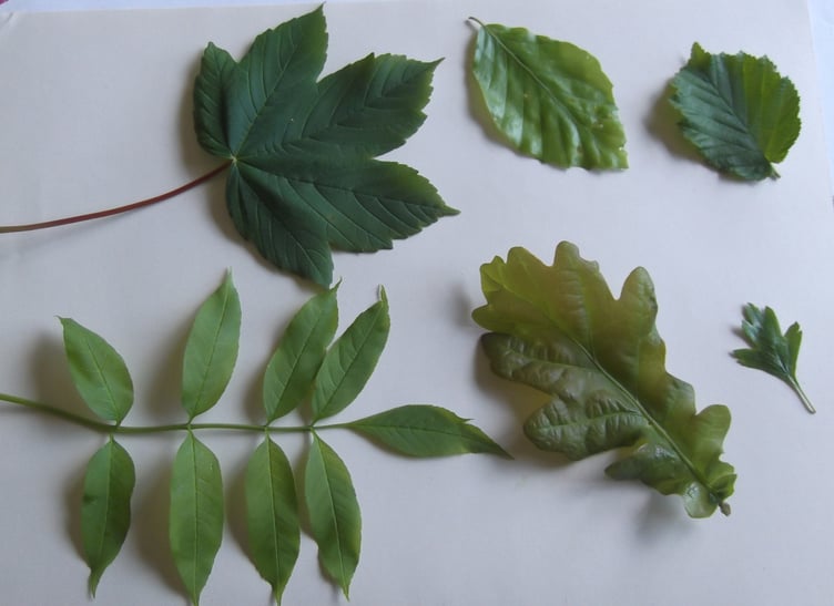 Six tree leaves in summer