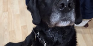 Tails from South Moor by vet Will McMullan | Pickle in a pickle