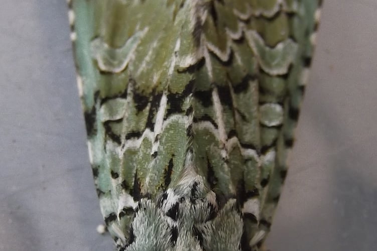 Merveille du Jour – Autumn Queen of the Oak Tree