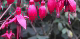 Nature Diary by Gordon Waterhouse | Black Redstarts Spotted in Devon