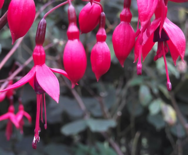 Nature Diary by Gordon Waterhouse | Black Redstarts Spotted in Devon
