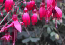 Devon's Record Bird Sighting