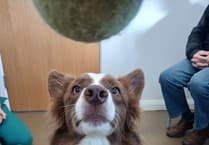 Isla's paws-itive journey at South Moor