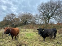 Reviving rare Heath Lobelia in Devon