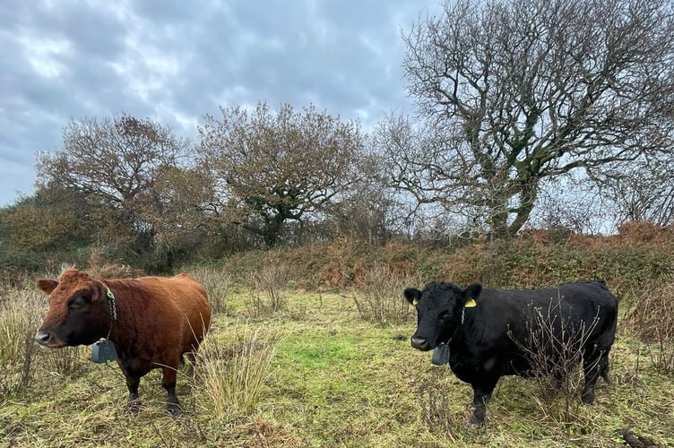 The Dexter team, with ‘bells’. Can you name them