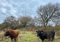 Join the fight to save Heath Lobelia