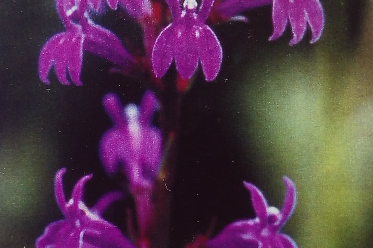 Part of a spike of Heath Lobelia flowers
