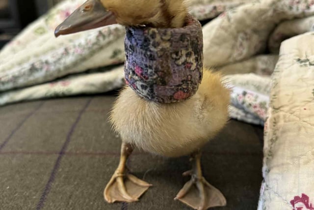 Tails from South Moor by Viv Brown RVN | An Egg-cellent Patient