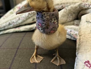 Tails from South Moor by Viv Brown RVN | An Egg-cellent Patient