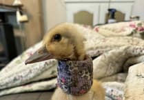 Jemima's brave journey to recovery