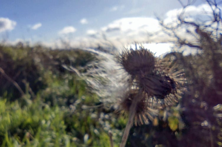 Wisps of wool snagged on burdock seedheads - Fiona van Es