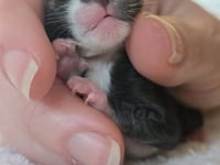 Newborn kitten Gabriel clings to survival