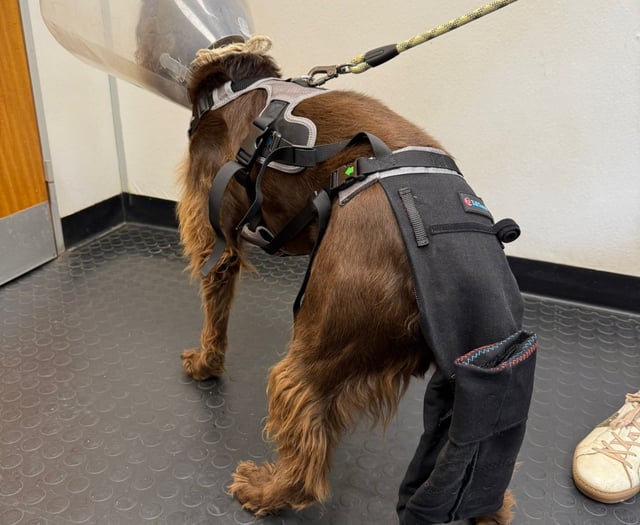 Tails from South Moor by Vet Melissa Gunter | Marvel-ous Tail Rescue