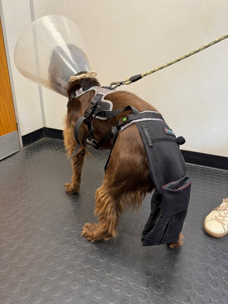 Starlord - South Moor Vets