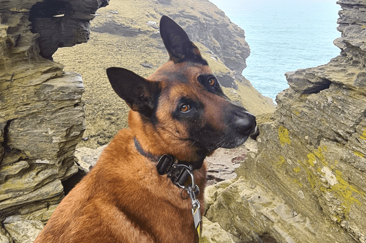 Thin Blue Paw paid for hydrotherapy sessions for Max to help with the arthritis in his joints. Picture: Thin Blue Paw
