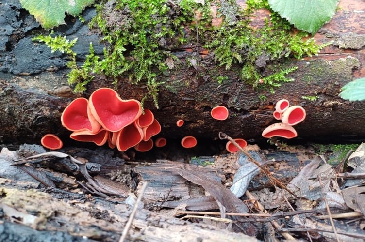 Credit BMS Emily Ashby – Scarlet Elf Cup