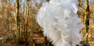 Professor Mark Ramsdale| How Fungi Enhance Christmas Traditions