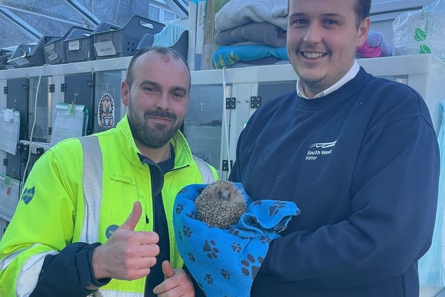 Devon Water Workers Rescue Hedgehog