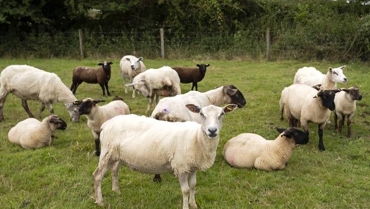 A field of sheep