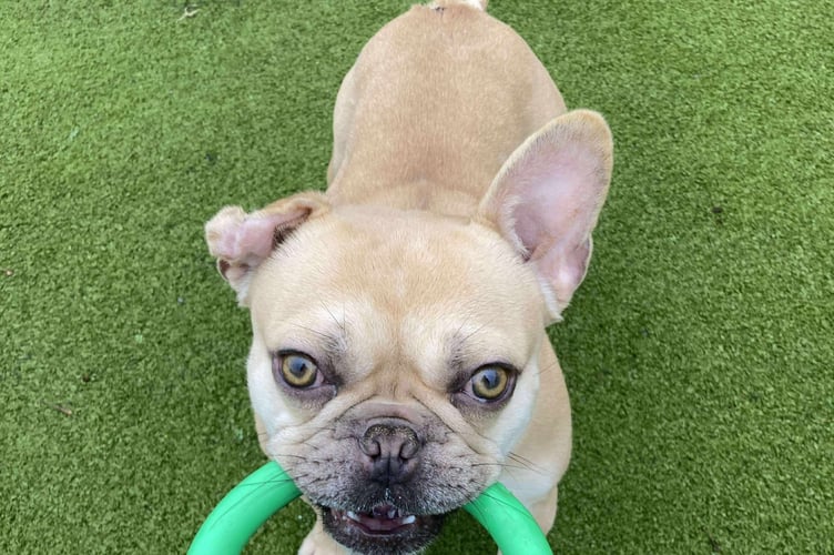 Cindy Lou the French Bulldog needs extra help.