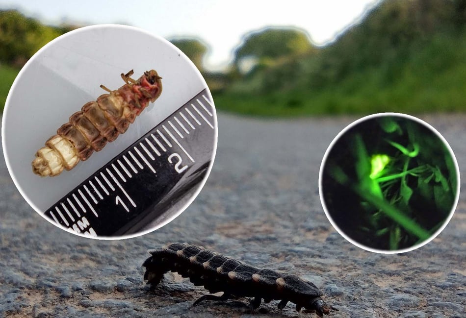 Favourite wildlife moments of 2025