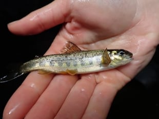 River Teign sees salmon spawning success