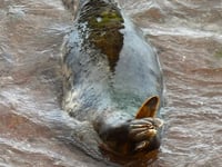 Mossy mystery: Pregnant seal 'Wizard Of Oz' grows underwater garden