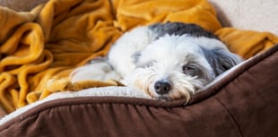 RSPCA tips on keeping pets safe and  cosy as Storm Goretti moves in