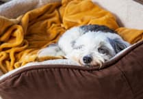 RSPCA tips on keeping pets safe and cosy as Storm Goretti moves in