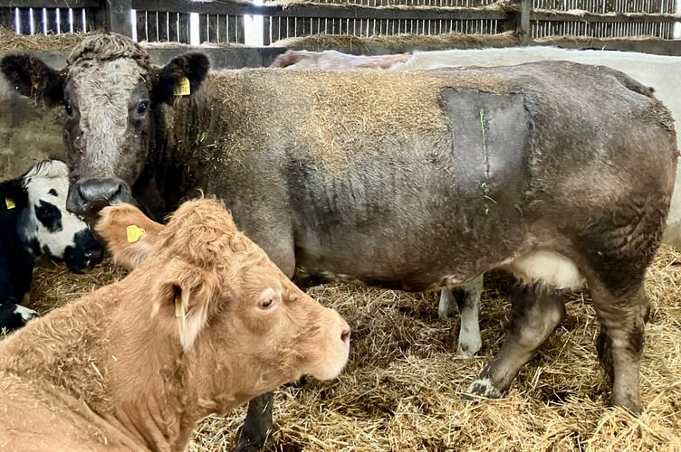 A challenging Birth - South Moor Vets