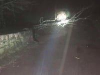LIVE: Storm Goretti causes chaos on Devon's roads