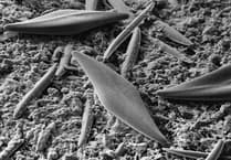 learn about essential diatoms