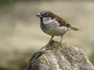 RSPB issues plea to 'feed birds safely and seasonally'