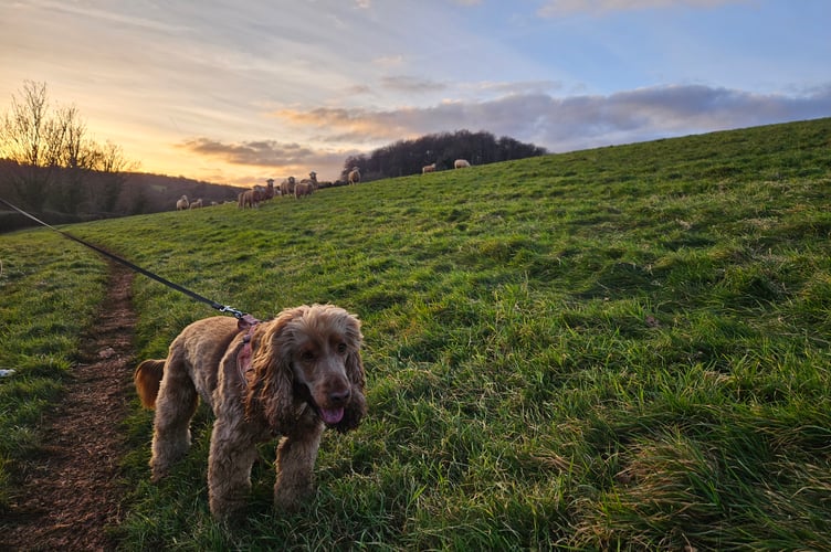 Police have welcomed new legal protection for animals attacked by dogs.