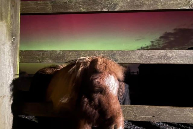 Northern Lights at Mare and Foal Sanctuary