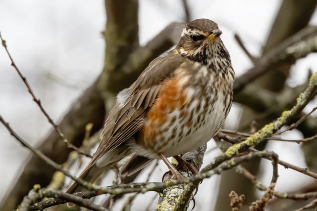 Nature Diary by Alice Henderson | A Back Lane Bimble