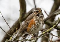 Nature Diary by Alice Henderson | A Back Lane Bimble