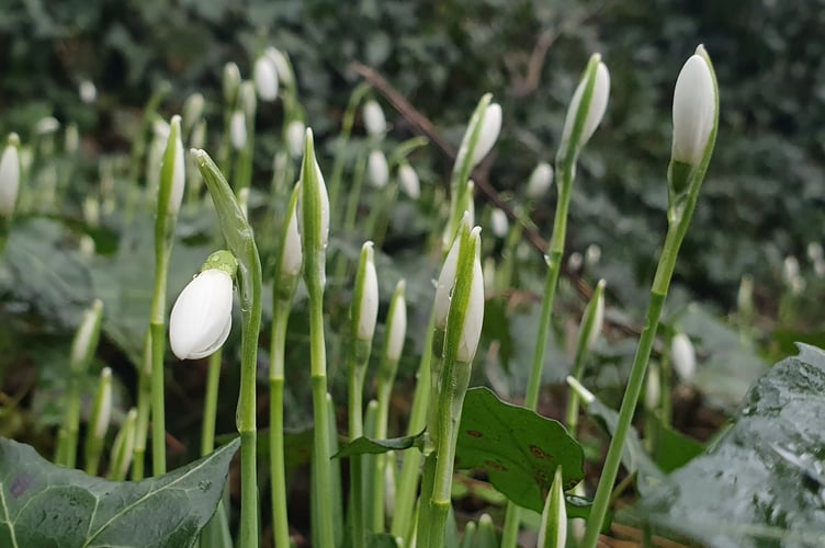 Snowdrops by Alice Henderson